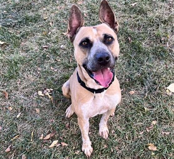 BATES, Adoptable, Adult Male Australian Cattle Dog / Blue Heeler & Mixed Breed.