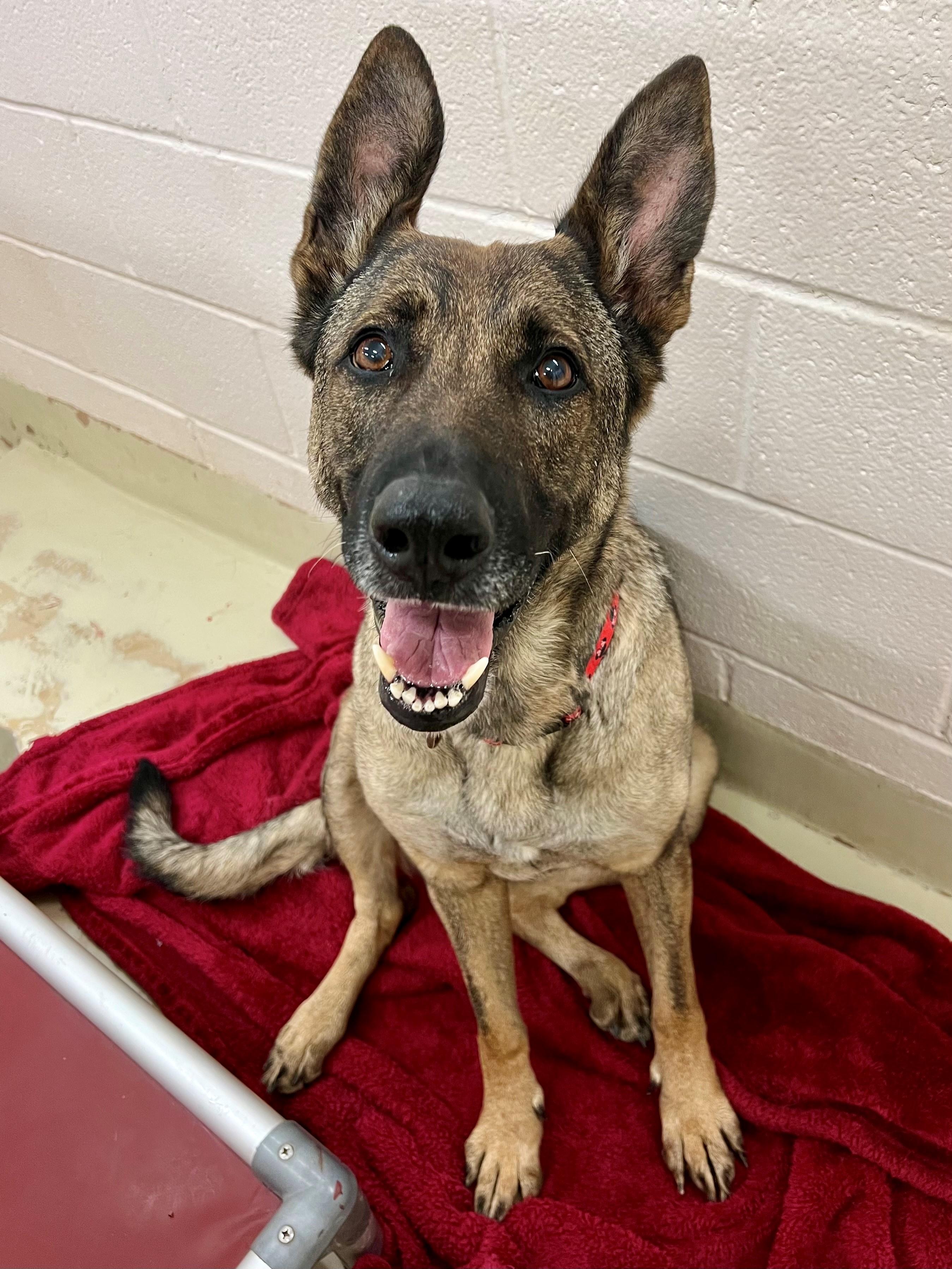 Zara, a ADOPTABLE mixed breed in Frederick, MD image 4/6