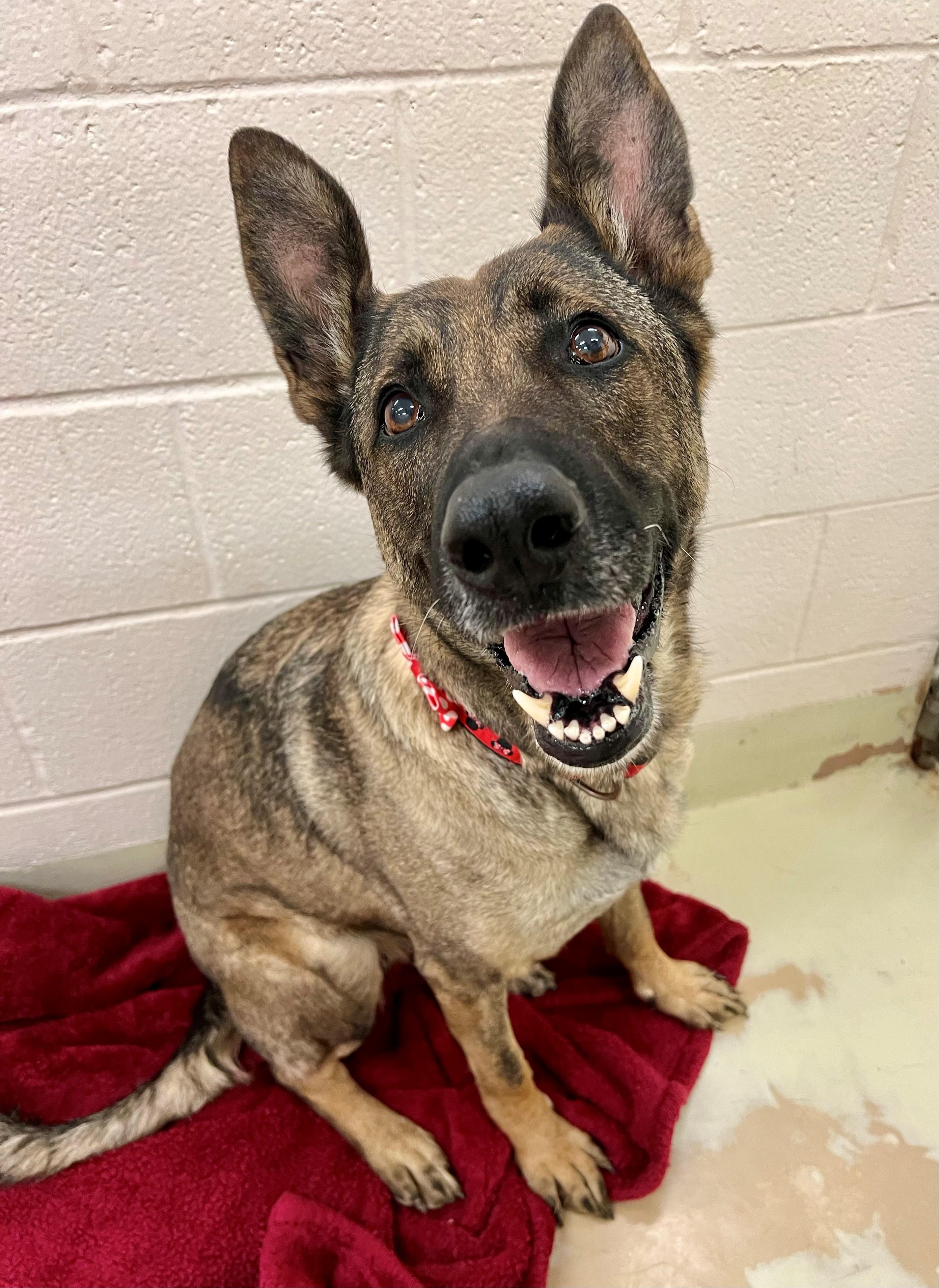 Zara, ADOPTABLE, Adult Female Belgian Shepherd / Malinois.