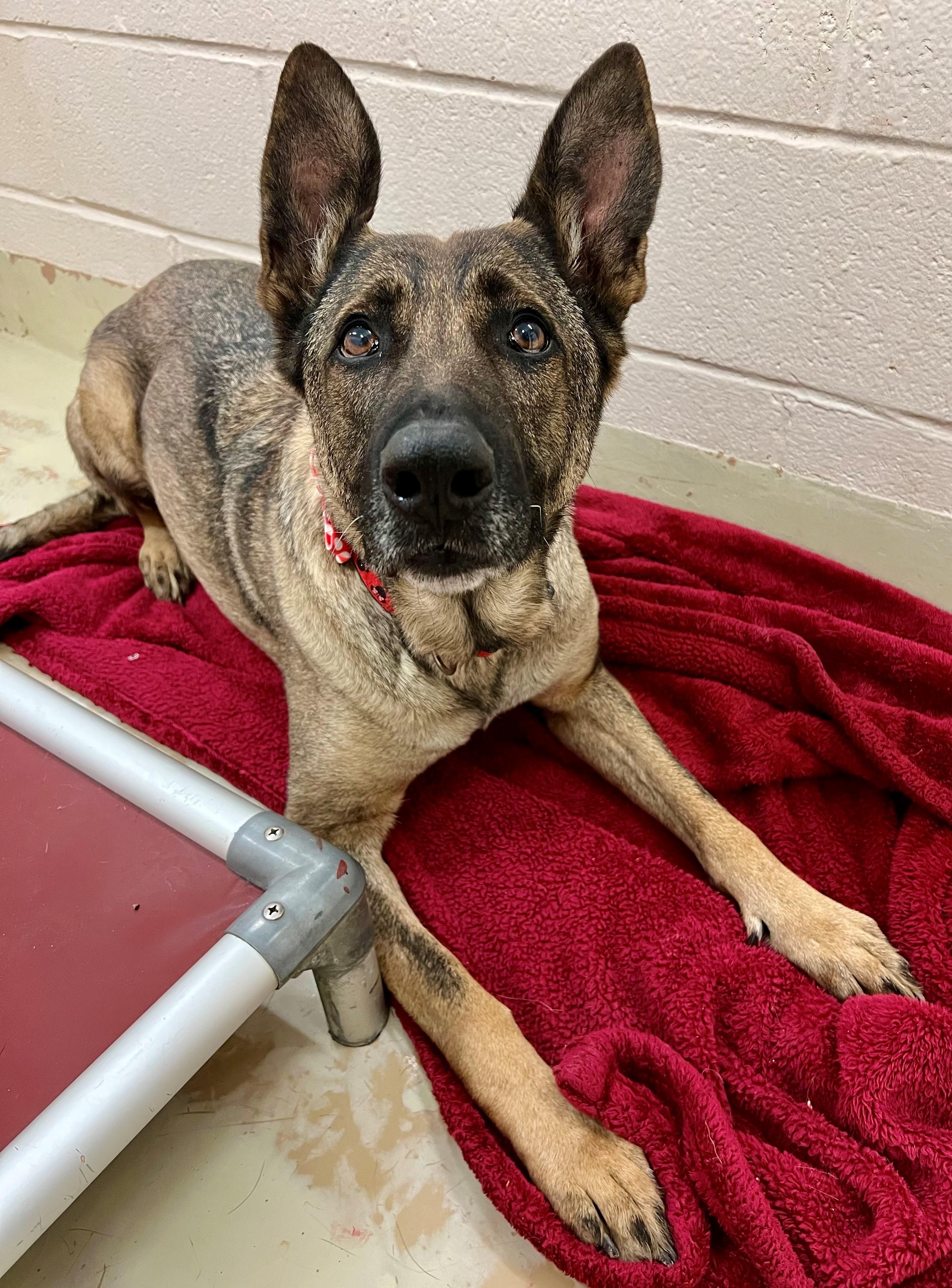 Zara, a ADOPTABLE mixed breed in Frederick, MD image 5/6