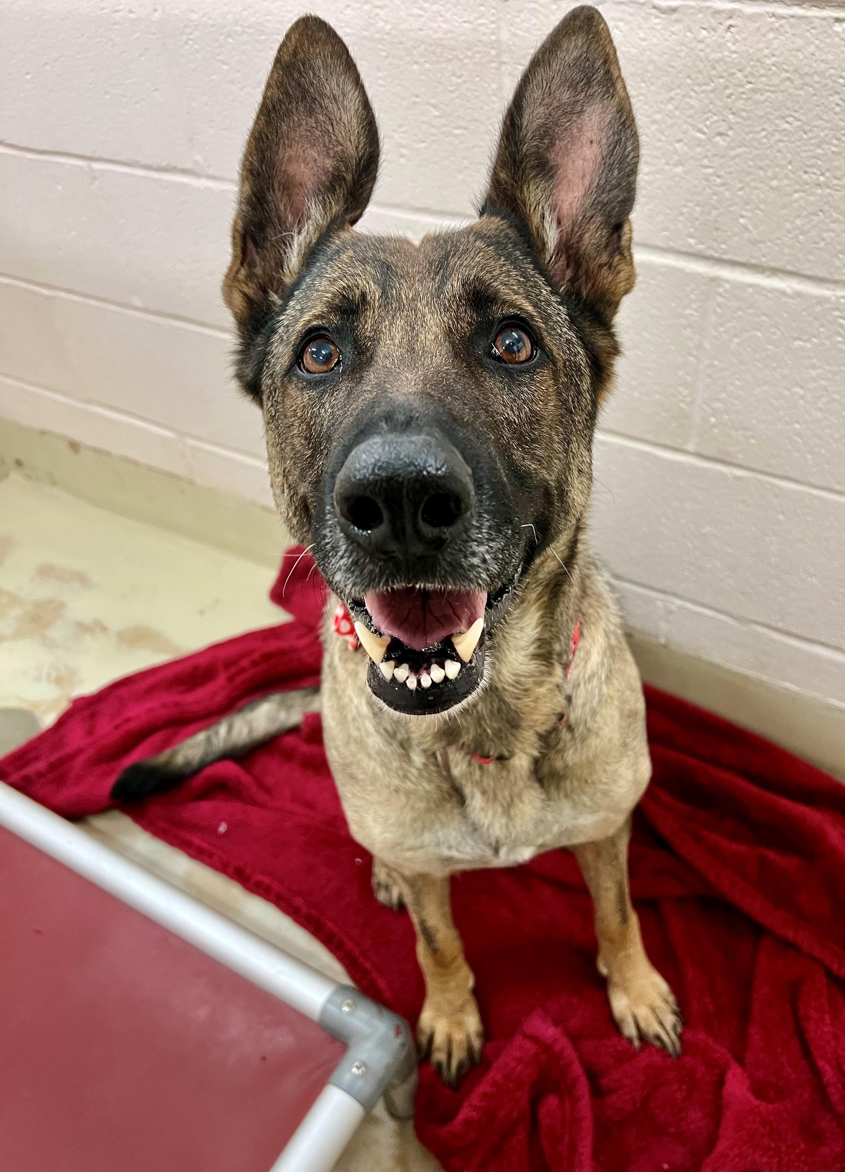 Zara, a ADOPTABLE mixed breed in Frederick, MD image 6/6