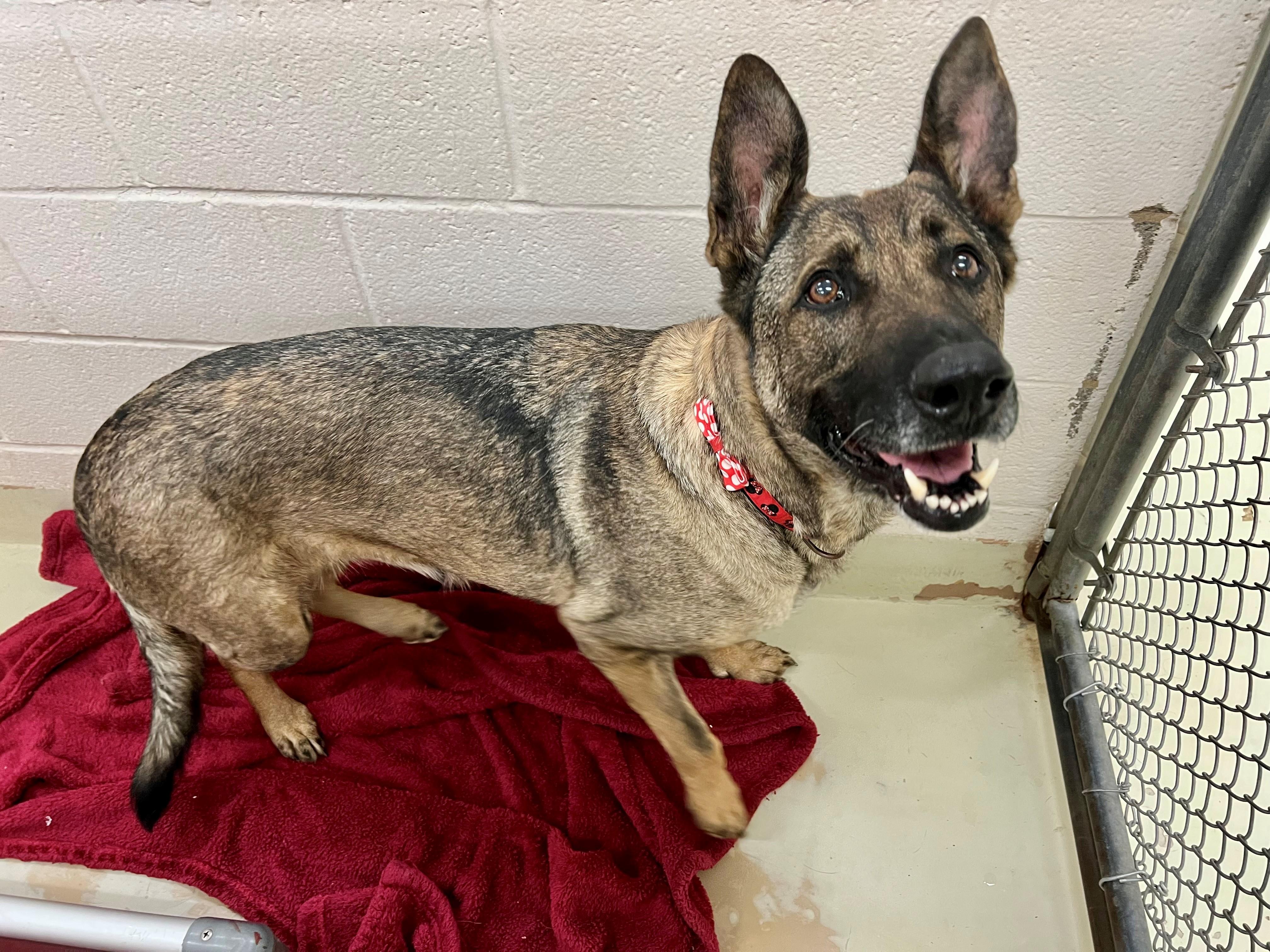 Zara, a ADOPTABLE mixed breed in Frederick, MD image 3/6