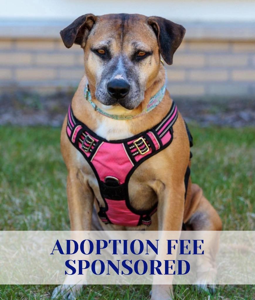 Fancy, Adoptable, Adult Female Pit Bull Terrier & Mixed Breed.