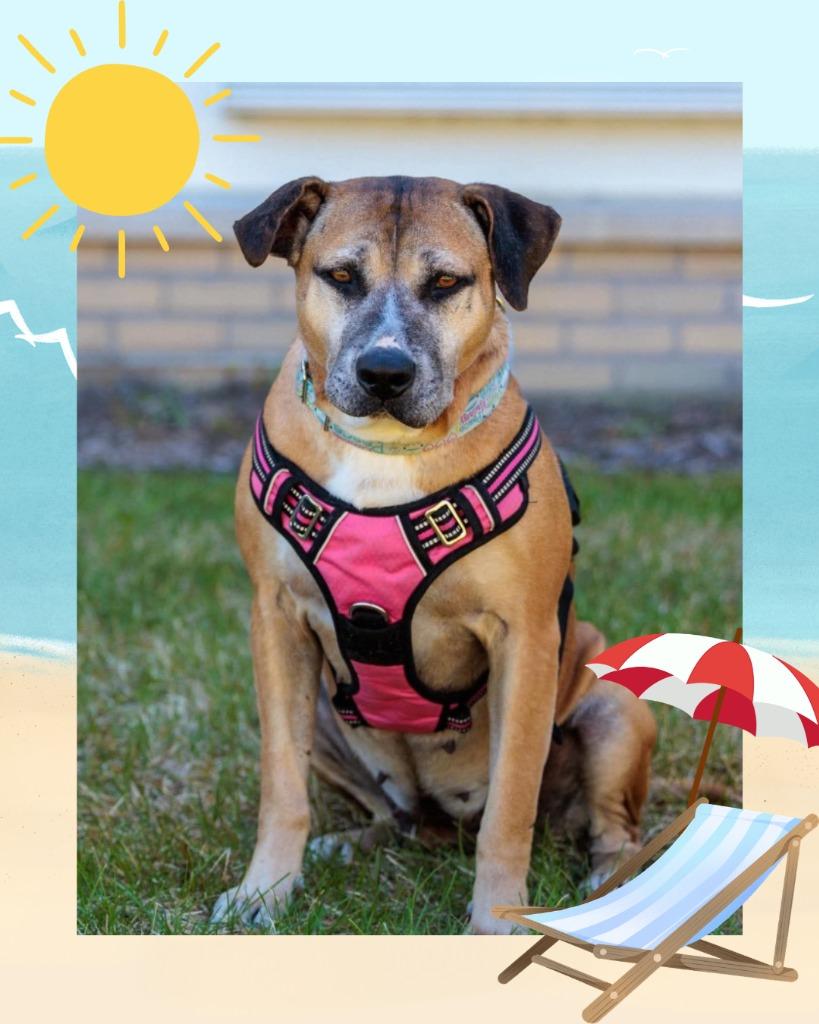 Fancy - Summer Lovin' Promo, a Adoptable mixed breed in Savage, MN image 1/6