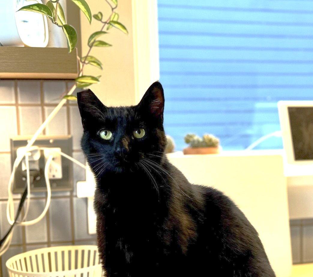 Enlarge Giovanni (bonded with Francesca), a Adoptable Domestic Short Hair in Oakland, CA image 2/3