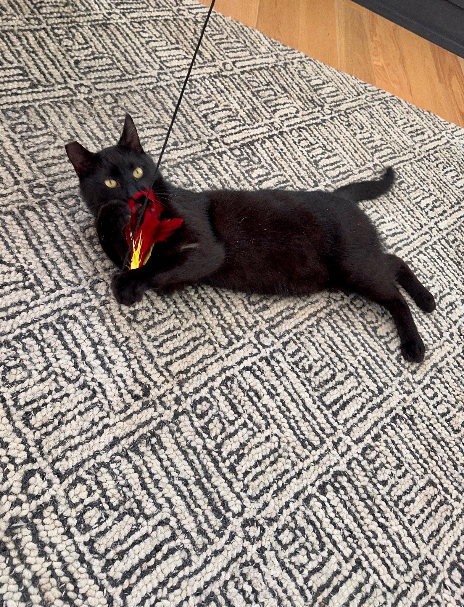 Enlarge Giovanni (bonded with Francesca), a Adoptable Domestic Short Hair in Oakland, CA image 3/3