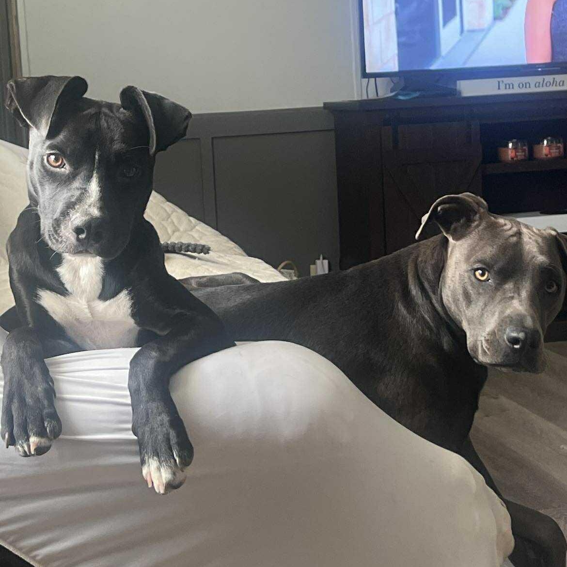 Blaze — thumbnail 2