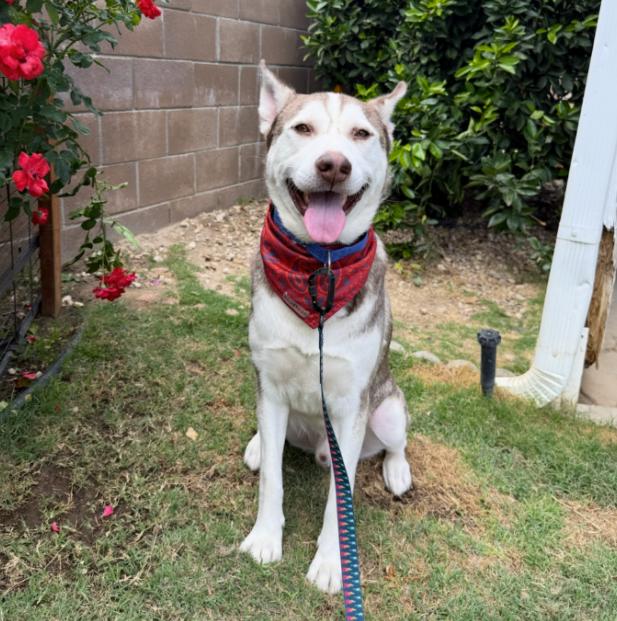 Vince, a ADOPTABLE Siberian Husky in La Puente, CA image 3/4