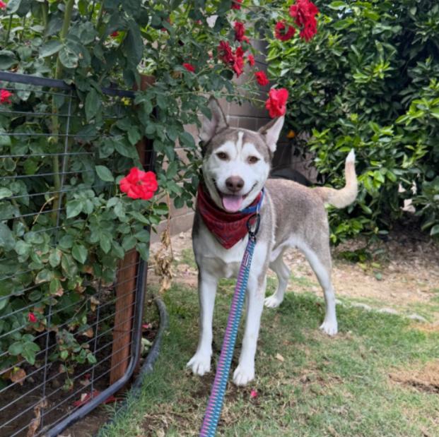 Vince, ADOPTABLE, Young Male Siberian Husky.