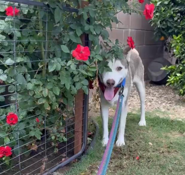 Vince, a ADOPTABLE Siberian Husky in La Puente, CA image 4/4