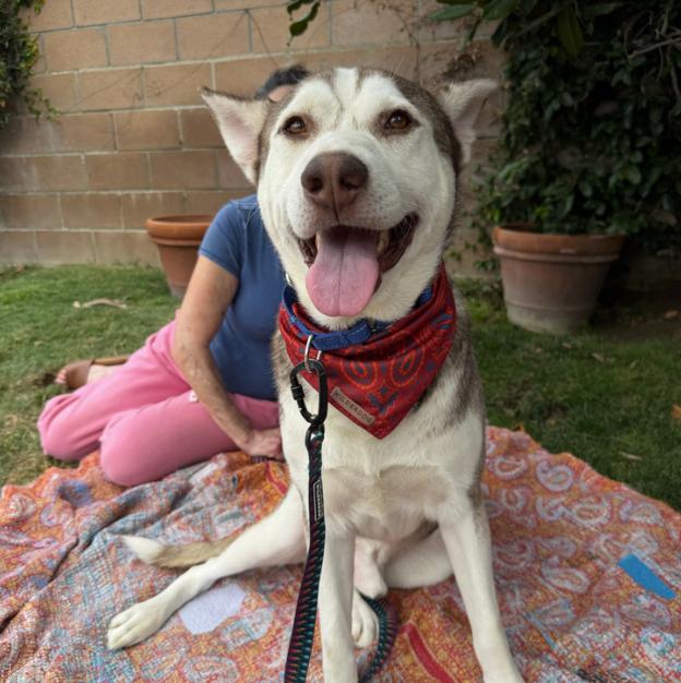 Vince, a ADOPTABLE Siberian Husky in La Puente, CA image 2/4