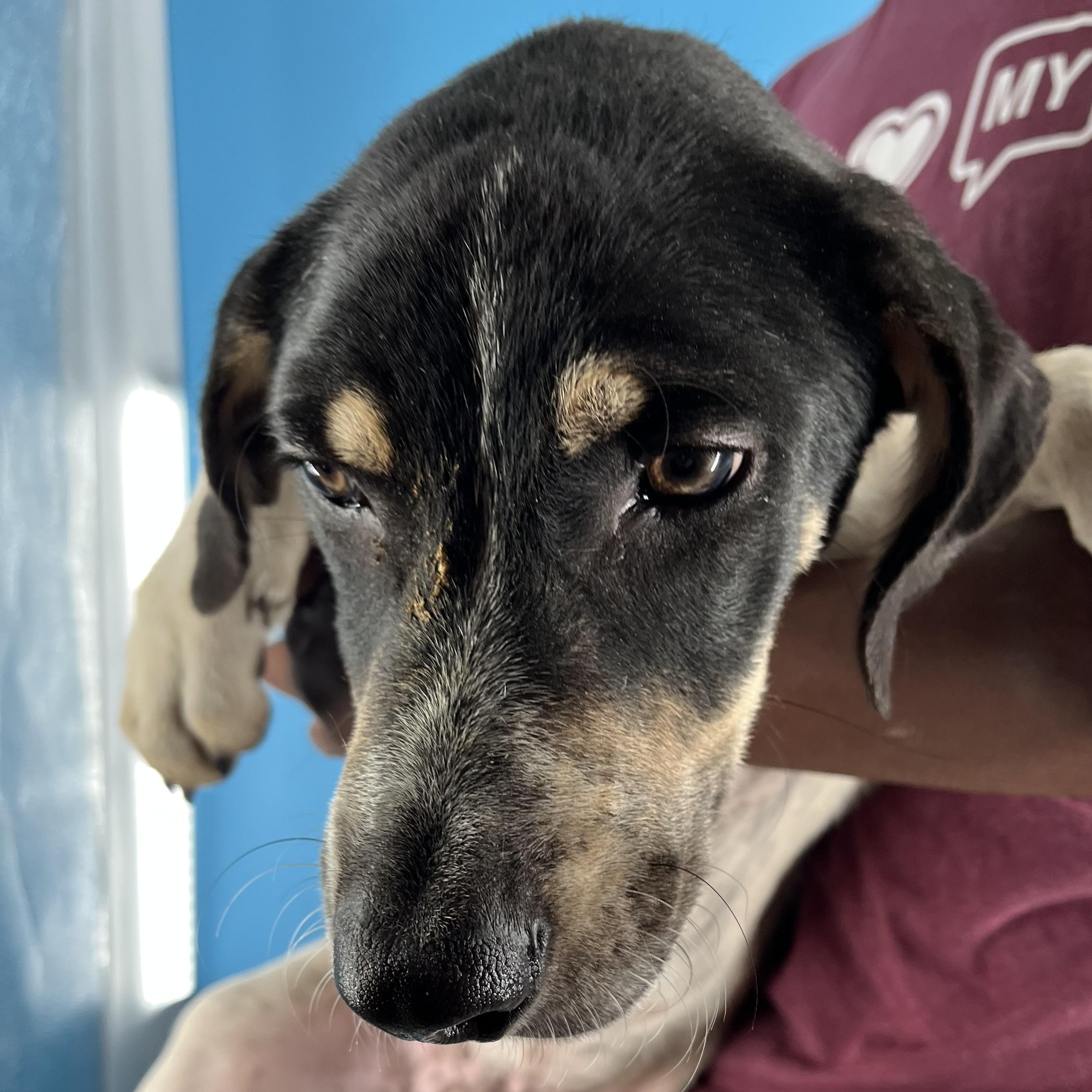 Carson - Local August 22-24, Young Male unknown