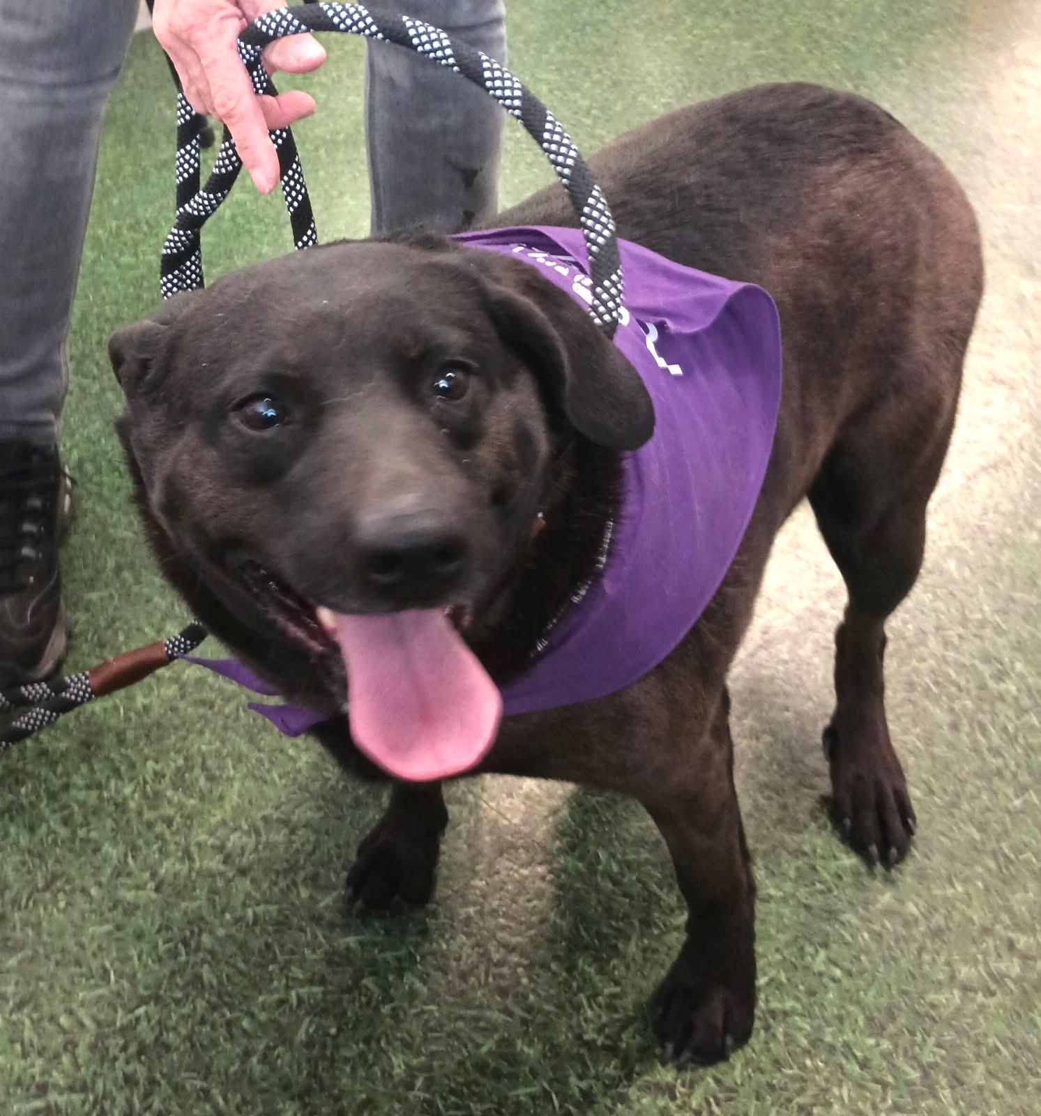 Enlarge Mirlo, an adopted mixed breed in Golden Valley, AZ image 1/1