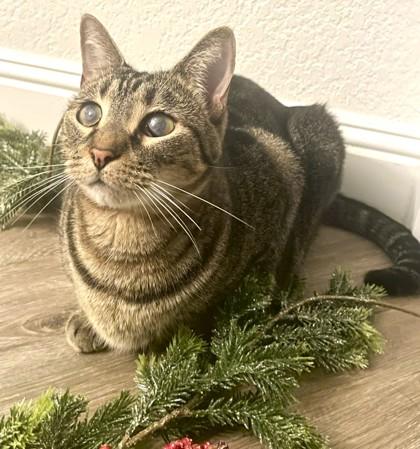 Enlarge Littles, a Adoptable Domestic Short Hair in Phoenix, AZ image 1/3