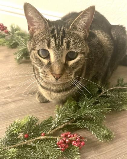 Enlarge Littles, a Adoptable Domestic Short Hair in Phoenix, AZ image 2/3