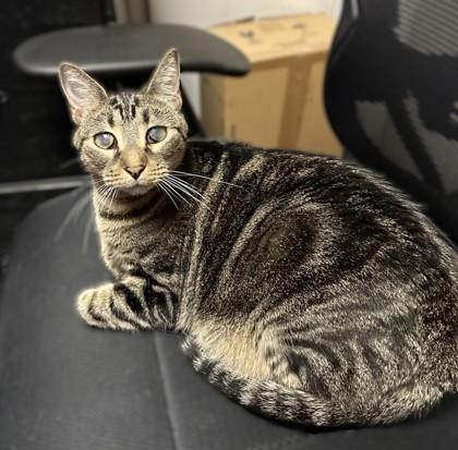 Littles, Adoptable, Adult Female Domestic Short Hair & Domestic Short Hair.