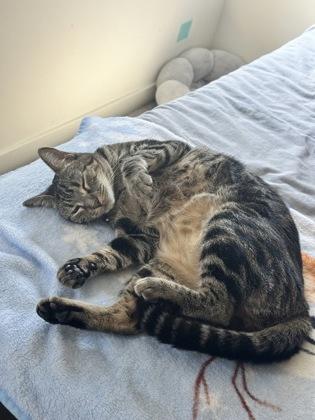 Littles, Adoptable, Adult Female Domestic Short Hair & Domestic Short Hair.