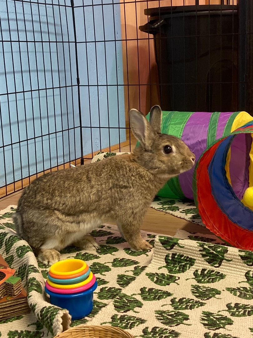 Annabelle , Adoptable, Adult Female Bunny Rabbit.