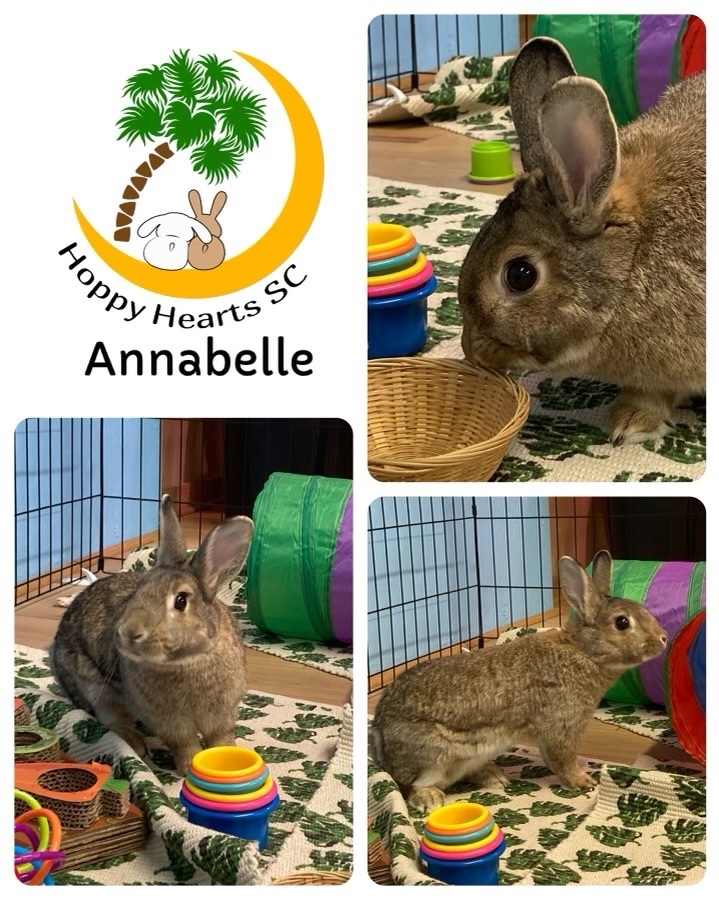 Enlarge Annabelle , a Adoptable mixed breed in Chapin, SC image 2/12