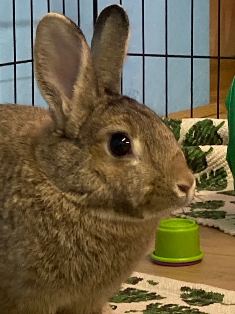 Enlarge Annabelle , a Adoptable mixed breed in Chapin, SC image 5/12