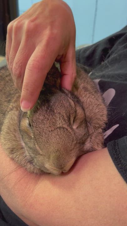 Enlarge Annabelle , a Adoptable mixed breed in Chapin, SC video 11/12