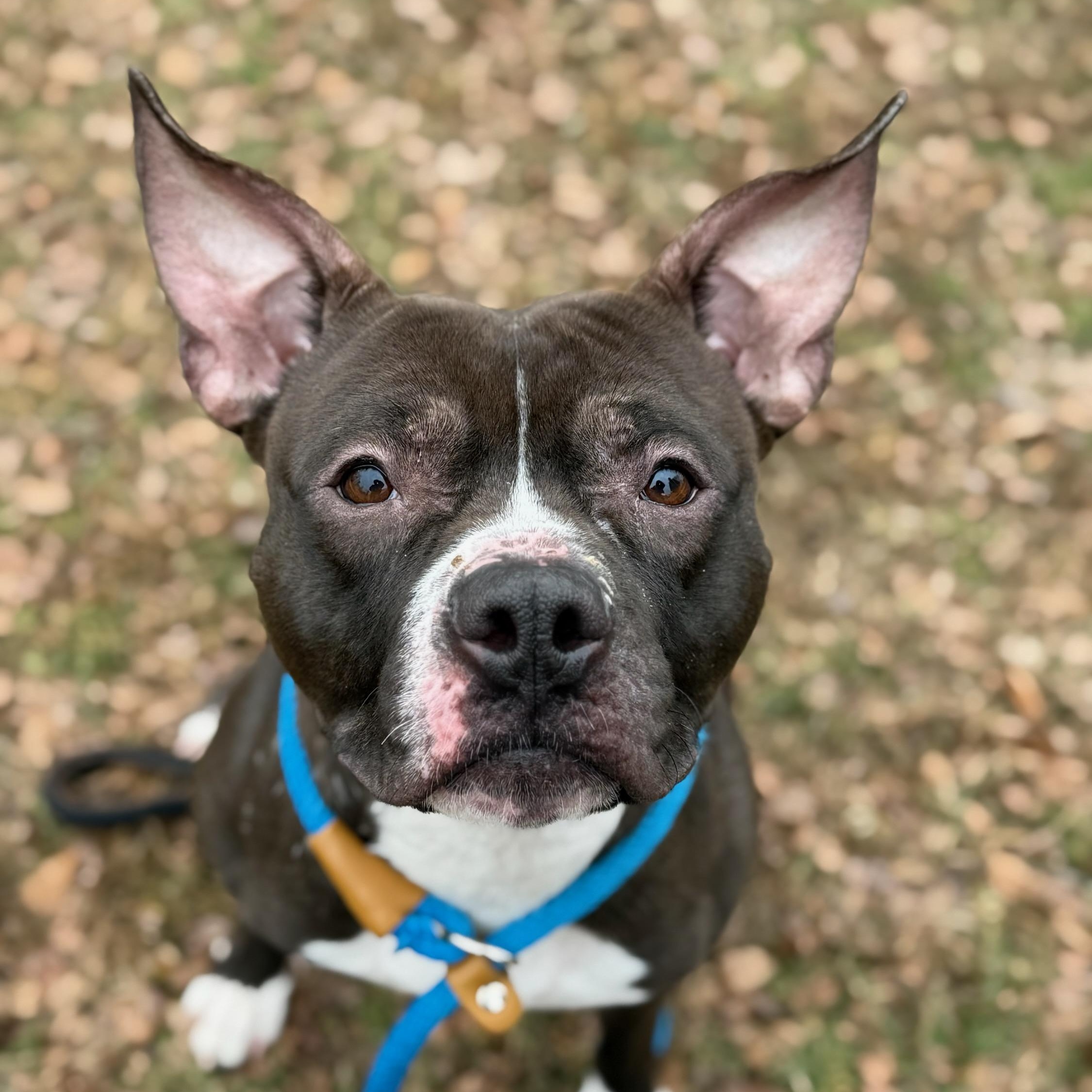Enlarge Charlie Brown, a ADOPTABLE Pit Bull Terrier in Wayne, NJ image 1/1