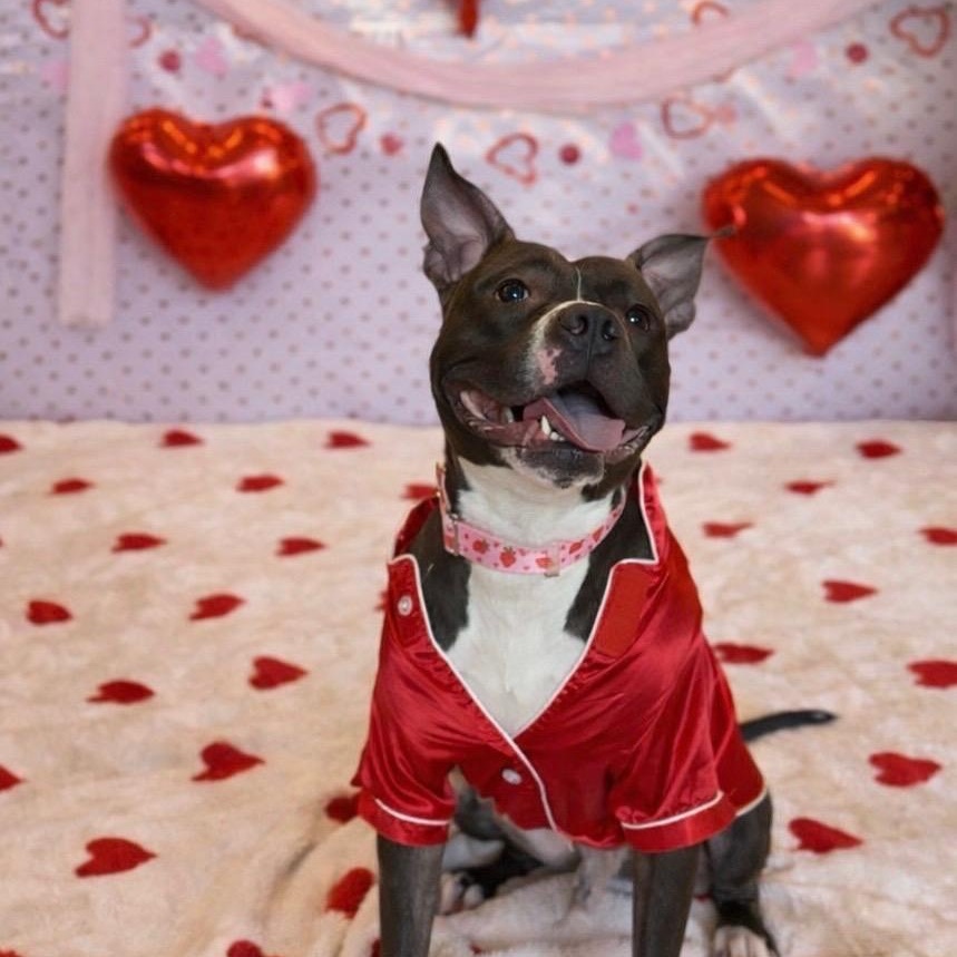 Charlie Brown, ADOPTABLE, Young Male Pit Bull Terrier.