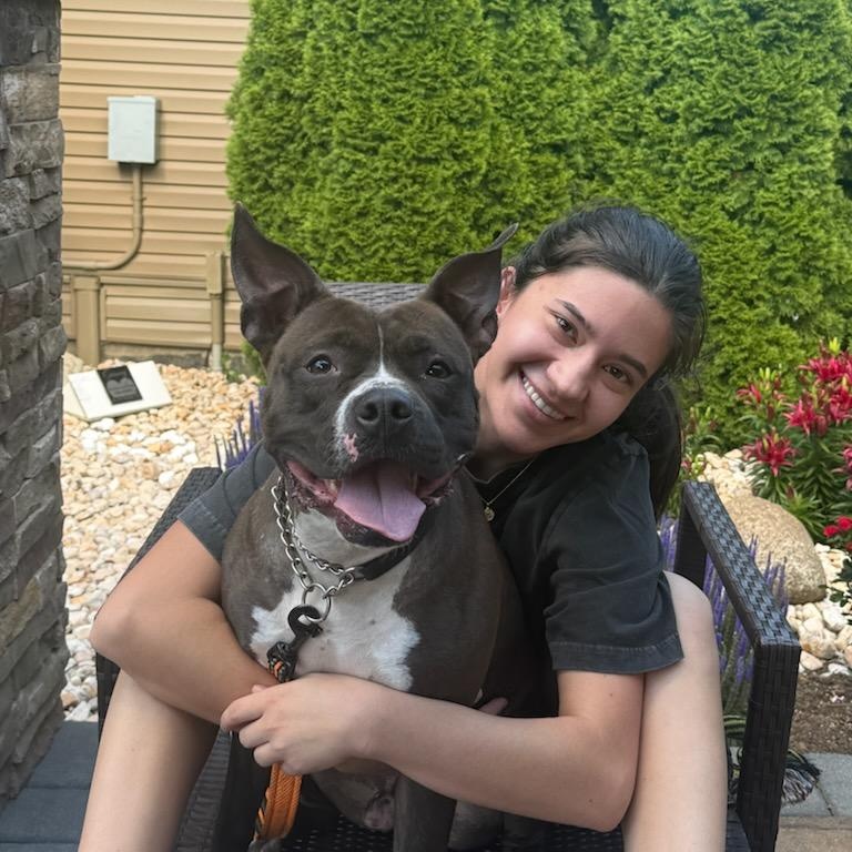 Charlie Brown, ADOPTABLE, Young Male American Staffordshire Terrier.