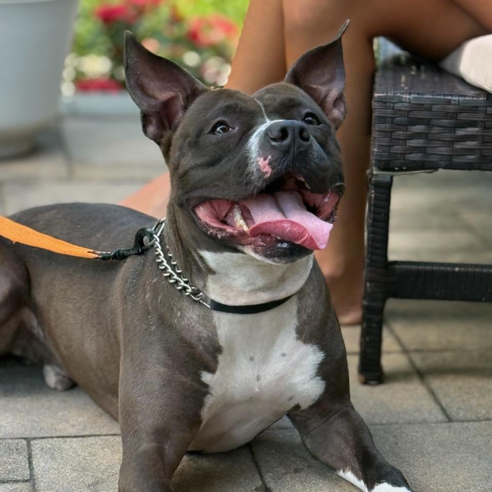 Charlie Brown, a ADOPTABLE mixed breed in Wayne, NJ image 3/4