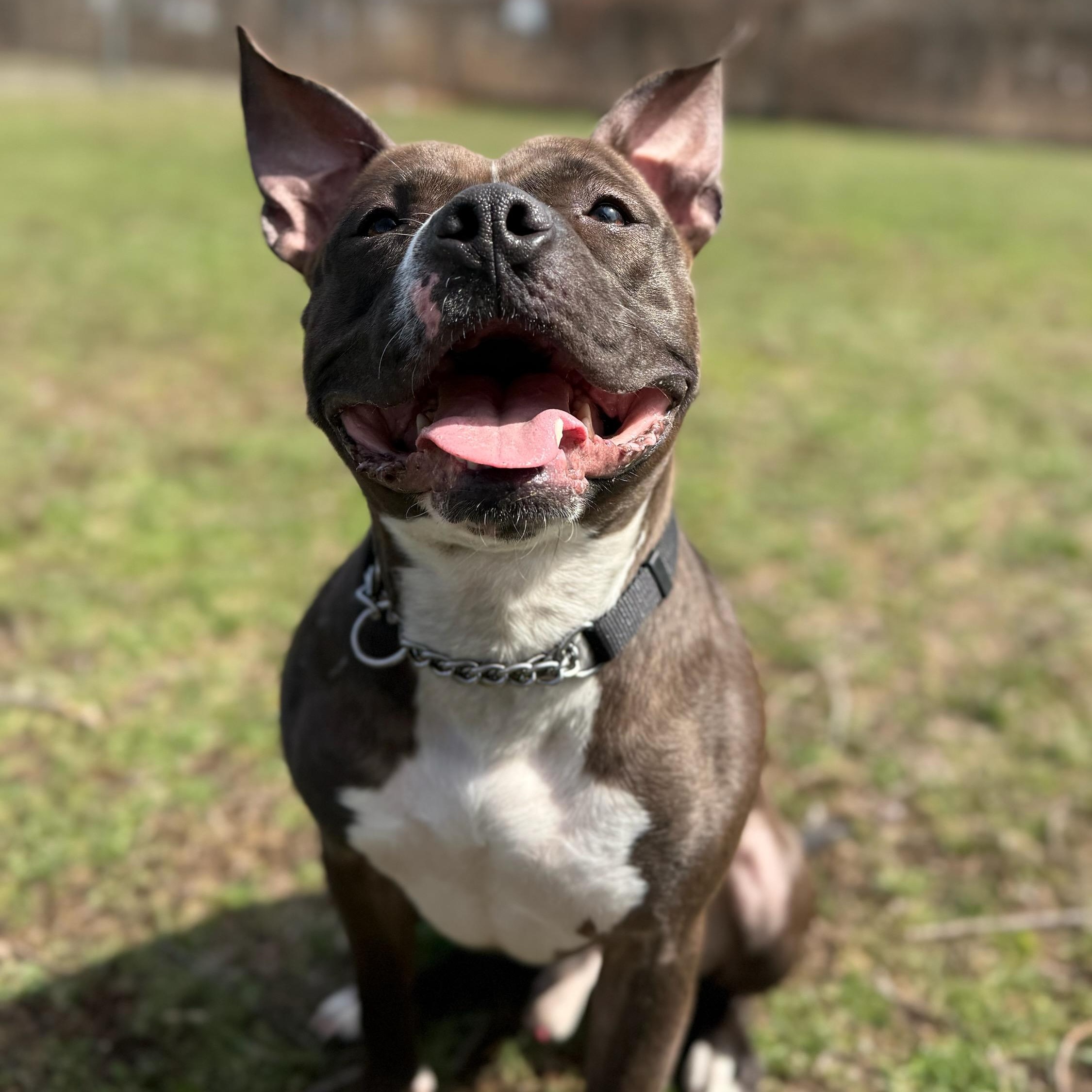 Enlarge Charlie Brown, a ADOPTABLE Pit Bull Terrier in Wayne, NJ image 1/4