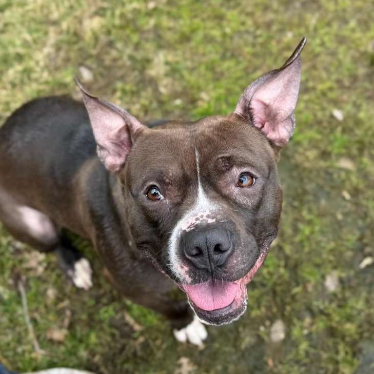 Enlarge Charlie Brown, a ADOPTABLE Pit Bull Terrier in Wayne, NJ image 2/4