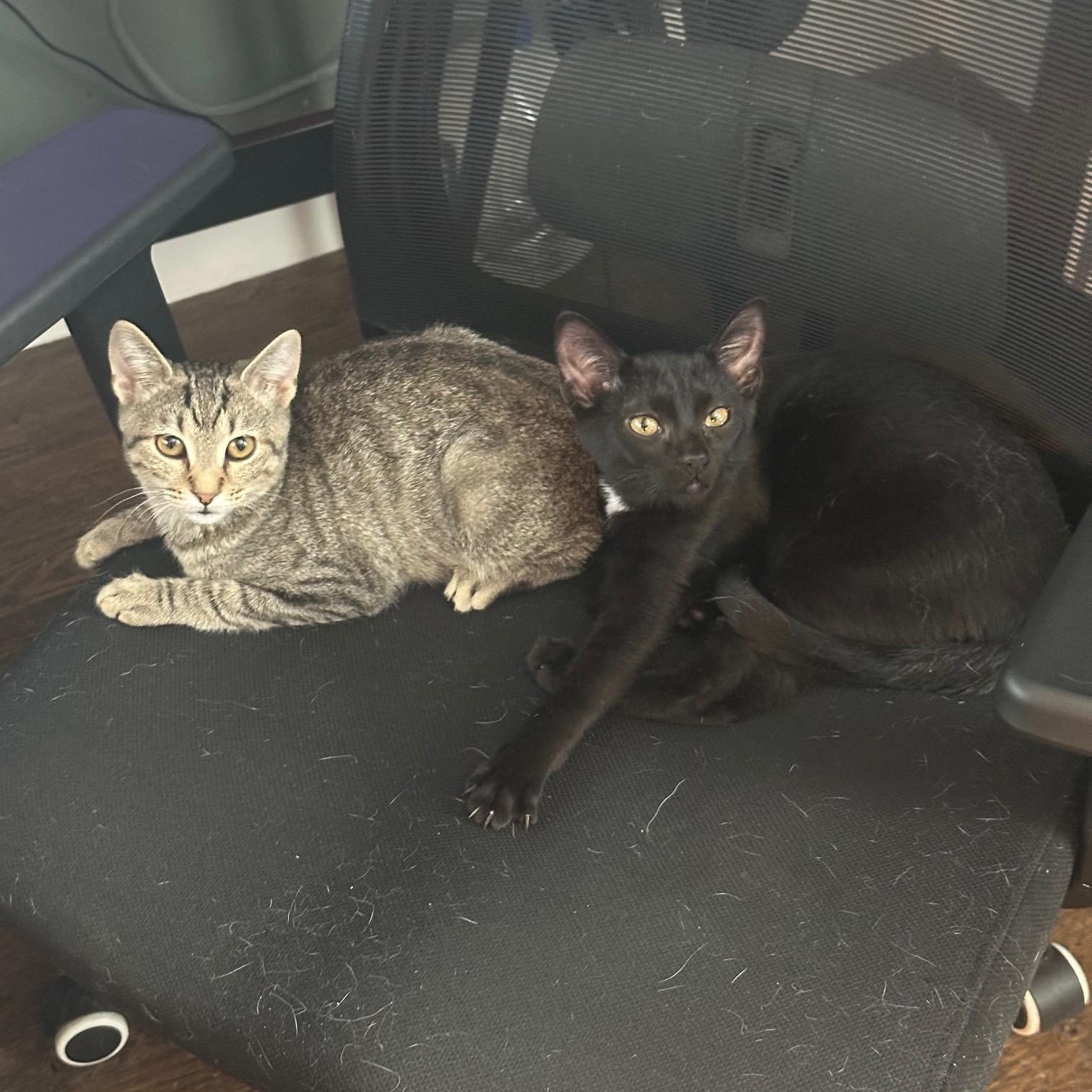 Franny, Adoptable, Kitten Female Domestic Short Hair.