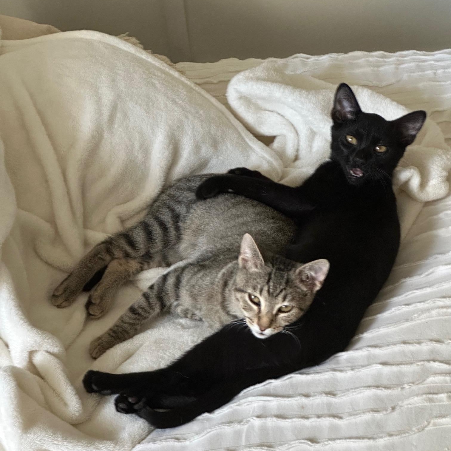 Enlarge Franny, a Adoptable Domestic Short Hair in Nashville, TN image 2/6