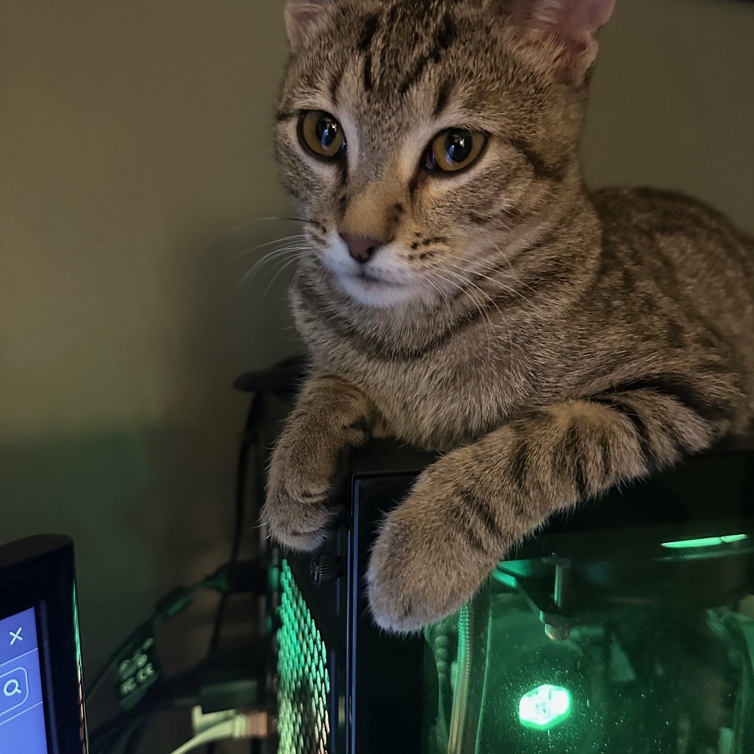 Enlarge Franny, a Adoptable Domestic Short Hair in Nashville, TN image 3/6