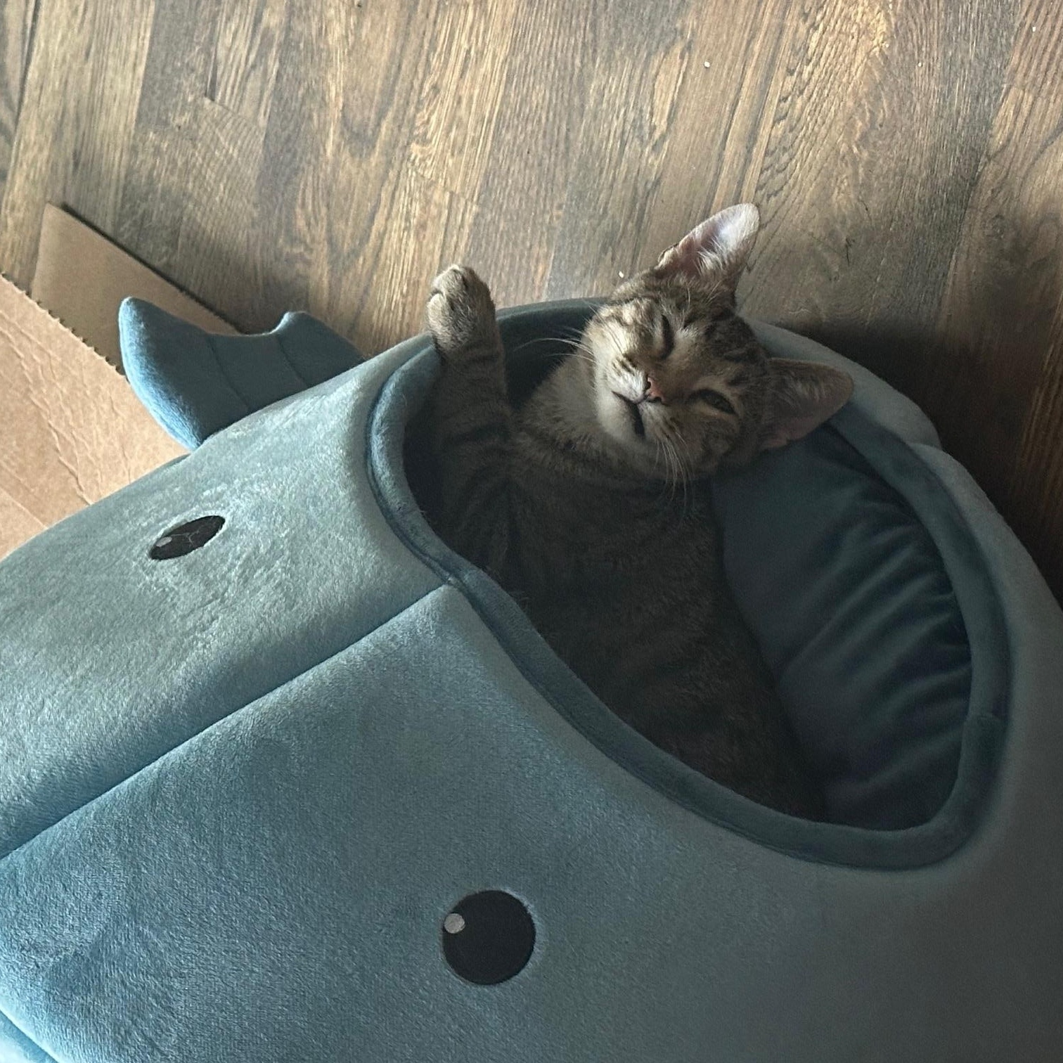 Enlarge Franny, a Adoptable Domestic Short Hair in Nashville, TN image 4/6