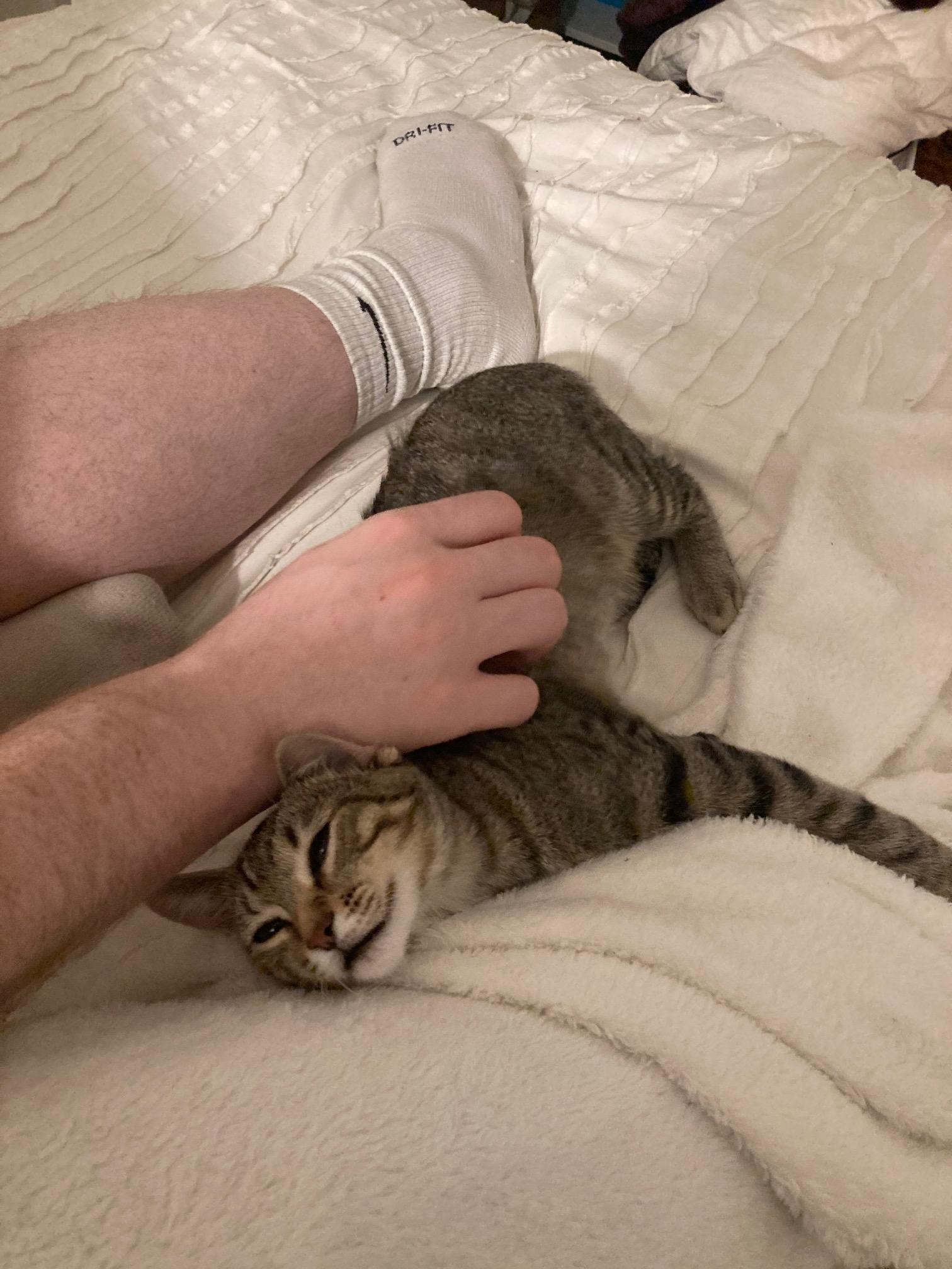 Enlarge Franny, a Adoptable Domestic Short Hair in Nashville, TN image 5/6