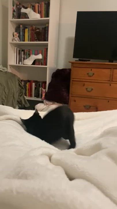 Enlarge Franny, a Adoptable Domestic Short Hair in Nashville, TN video 6/6