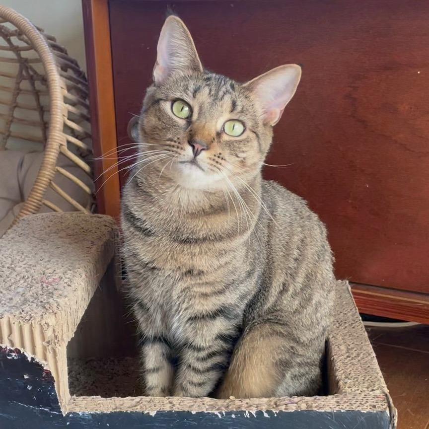 Rooster Roo Roo, Adoptable, Adult Female Domestic Short Hair.