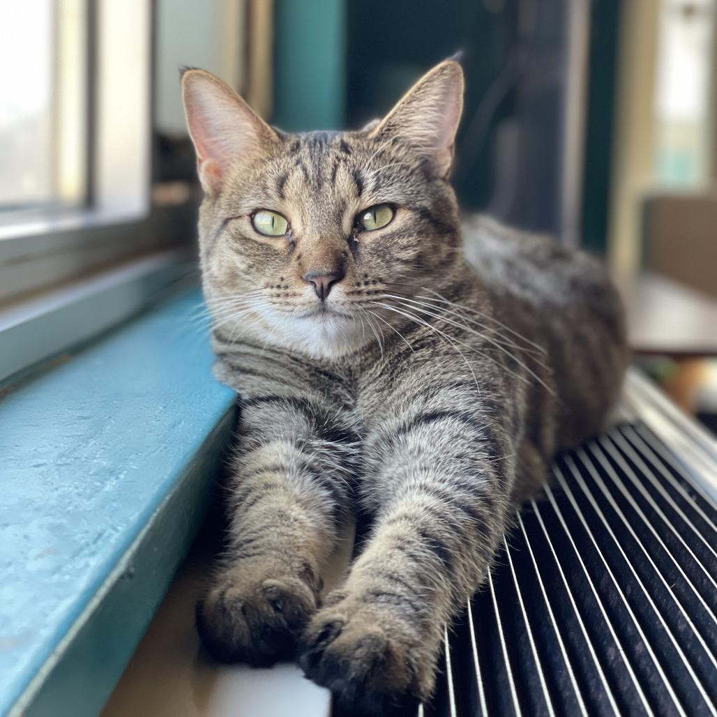 Enlarge Rooster Roo Roo, a Adoptable Domestic Short Hair in Middle Village, NY image 2/6