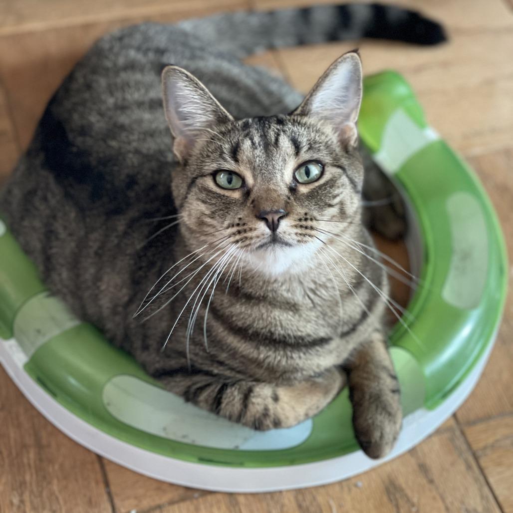 Enlarge Rooster Roo Roo, a Adoptable Domestic Short Hair in Middle Village, NY image 3/6