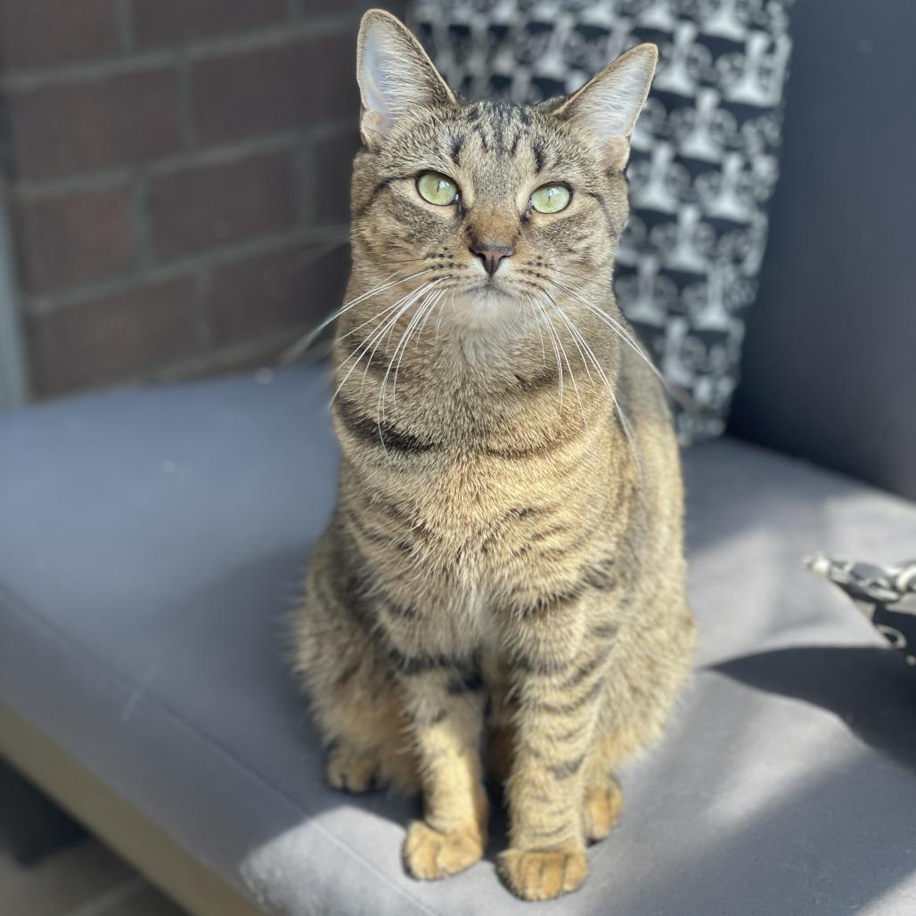 Rooster Roo Roo — thumbnail 4