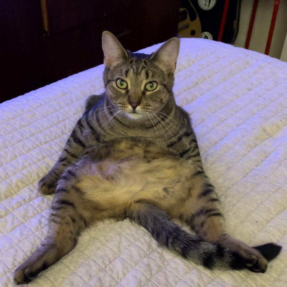 Enlarge Rooster Roo Roo, a Adoptable Domestic Short Hair in Middle Village, NY image 5/6