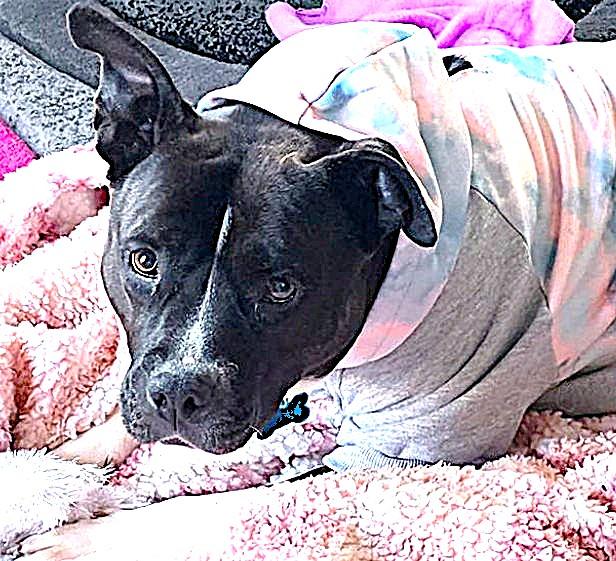 Patty, a Adoptable mixed breed in Naperville, IL image 4/4