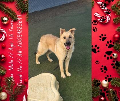 Enlarge McFlurry, a Adoptable mixed breed in Fresno, CA image 1/3