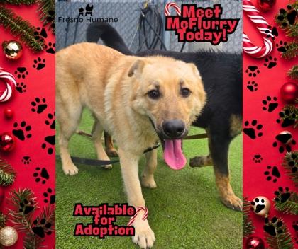 Enlarge McFlurry, a Adoptable mixed breed in Fresno, CA image 2/3