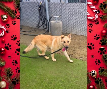 Enlarge McFlurry, a Adoptable mixed breed in Fresno, CA image 3/3