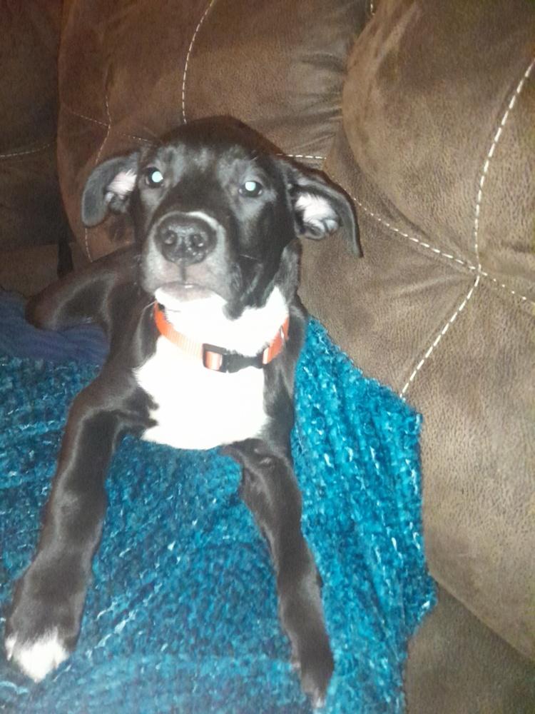 Enlarge Hoffa, a Adoptable mixed breed in Lincoln Park, MI image 1/6