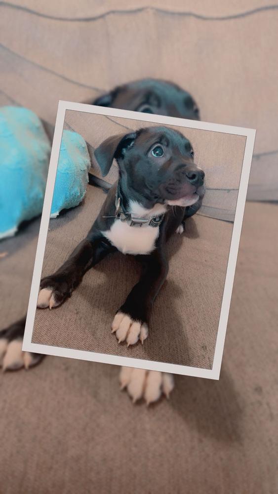 Enlarge Hoffa, a Adoptable mixed breed in Lincoln Park, MI image 2/6