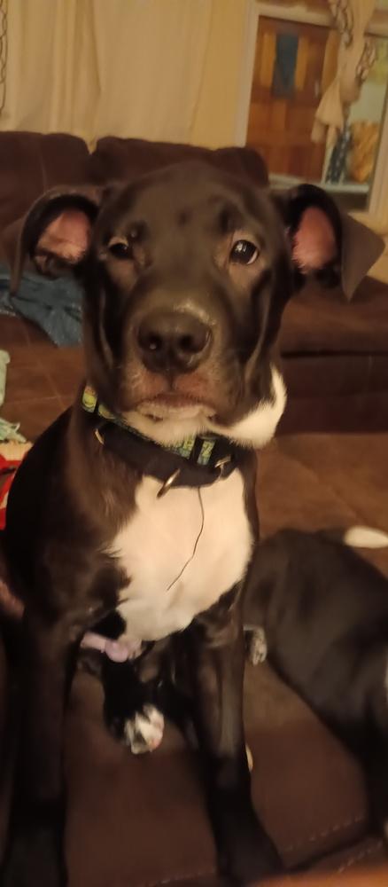 Enlarge Hoffa, a Adoptable mixed breed in Lincoln Park, MI image 3/6