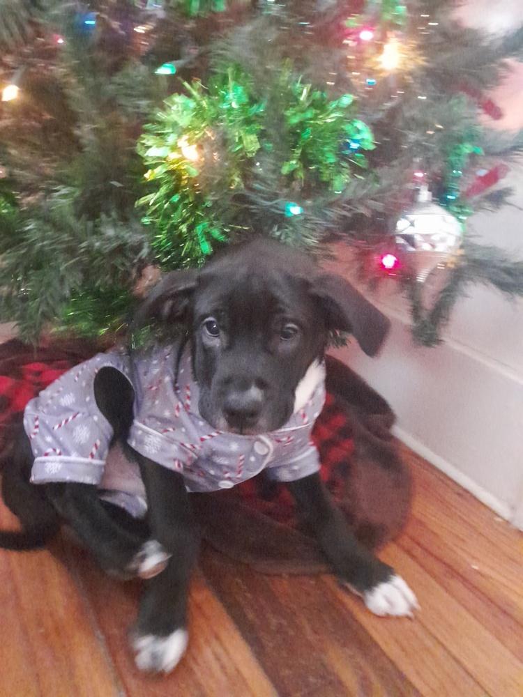 Enlarge Hoffa, a Adoptable mixed breed in Lincoln Park, MI image 3/6